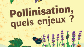 L’interaction avec les insectes pollinisateurs (sauvages et domestiques), et la coévolution plante-insecte feront l’objet de plusieurs communications. L’interaction avec les insectes pollinisateurs (sauvages et domestiques), et la coévolution plante-insecte feront l’objet de plusieurs communications.