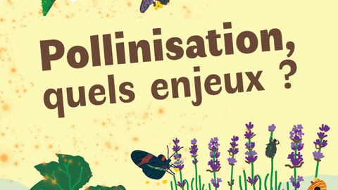 L’interaction avec les insectes pollinisateurs (sauvages et domestiques), et la coévolution plante-insecte feront l’objet de plusieurs communications.