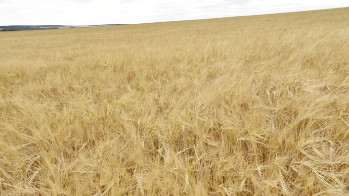 Plantureux et associés, bientôt dans le giron de StoneX, opère depuis 40 ans sur les marchés physiques et à terme de céréales et d'oléagineux.