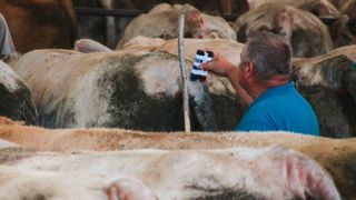 Le manque d'offre en Europe continue de faire monter les cours du gros bovin, alors que la saison de pâturage se déroule sous de bons auspices. Le manque d'offre en Europe continue de faire monter les cours du gros bovin, alors que la saison de pâturage se déroule sous de bons auspices.
