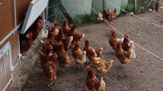 En Auvergne-Rhône-Alpes, 80 % des poulaillers de poules pondeuses sont en plein air, d’après Afivol. Ils constituent le plus souvent un atelier complémentaire.
