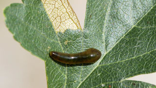 Tenthrède-limace Caliroa cerasi sur une feuille d'aubépine.