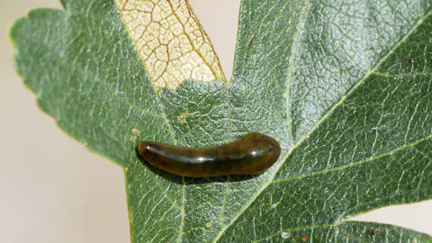 Tenthrède-limace Caliroa cerasi sur une feuille d'aubépine.