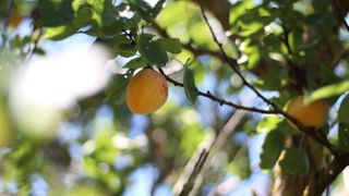 Avec 108 500 tonnes, la production française d'abricots est estimée en hausse de 31 % en 2025, après la faible récolte de l'année précédente. Avec 108 500 tonnes, la production française d'abricots est estimée en hausse de 31 % en 2025, après la faible récolte de l'année précédente.