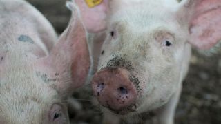 Depuis janvier 2025, les prix payés aux éleveurs ont augmenté de 30 centimes d’euro par kilogramme en Espagne et en Allemagne, tandis que le Danemark enregistre une hausse plus récente de 25 centimes. Depuis janvier 2025, les prix payés aux éleveurs ont augmenté de 30 centimes d’euro par kilogramme en Espagne et en Allemagne, tandis que le Danemark enregistre une hausse plus récente de 25 centimes.