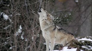 Des élus de l'arc alpin veulent mobiliser les acteurs de terrain (éleveurs, chasseurs, élus locaux, associations environnementales et services de l’État) pour organiser une opération de hurlements provoqués des loups. Des élus de l'arc alpin veulent mobiliser les acteurs de terrain (éleveurs, chasseurs, élus locaux, associations environnementales et services de l’État) pour organiser une opération de hurlements provoqués des loups.
