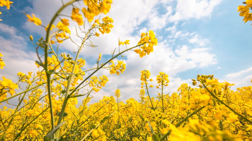 Colza en fleurs