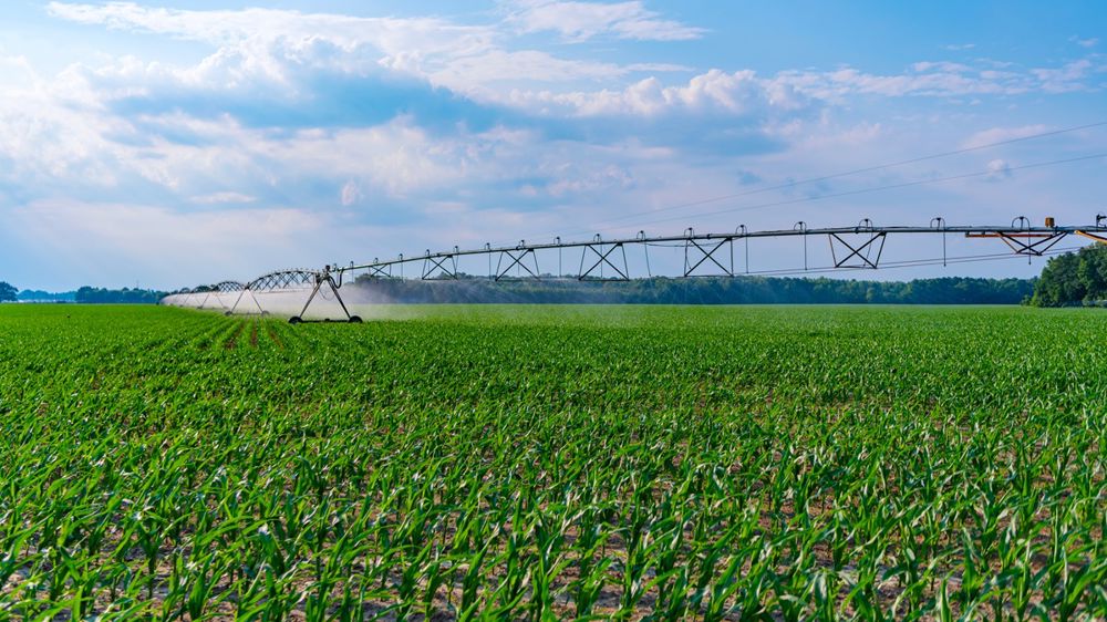 En 2020, 4 % de la surface agricole utile des Hauts-de-France étaient irrigués, contre à peine 0,7 % en 1988.