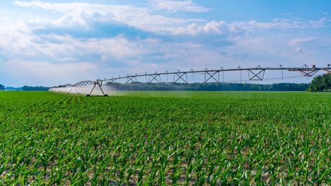 En 2020, 4 % de la surface agricole utile des Hauts-de-France étaient irrigués, contre à peine 0,7 % en 1988.