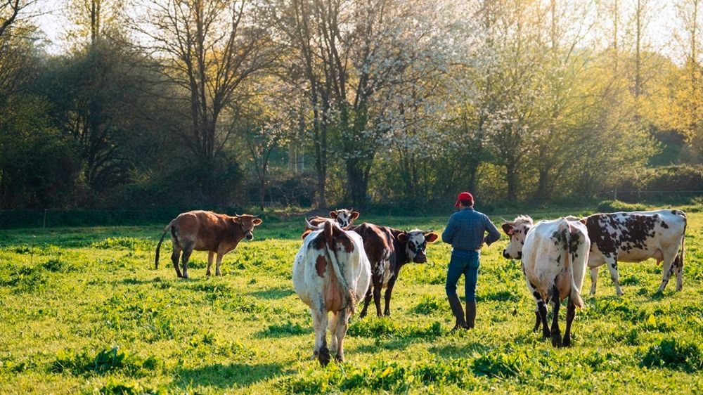 Eleveur avec vaches au pré Eleveur avec vaches au pré