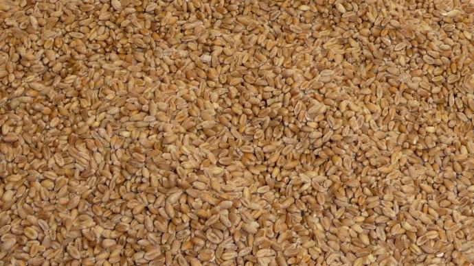Grains de blé