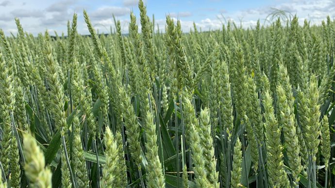 L’état des céréales continue de se dégrader