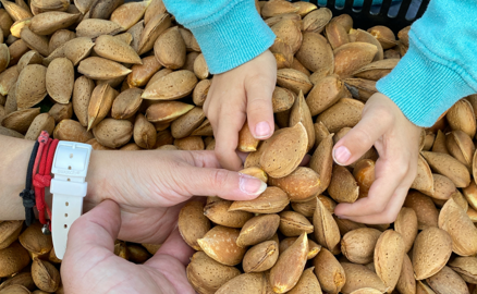 Amandes Amandes
