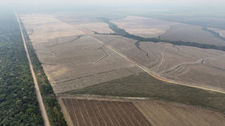 Une dizaine de pays de l'Union européenne ont réclamé une révision de la loi contre la déforestation ou un nouveau report de ce texte.
