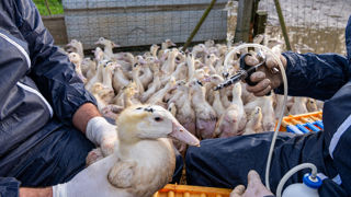 La campagne de vaccination des canards en France a contribué à réduire la circulation de l'influenza aviaire. La campagne de vaccination des canards en France a contribué à réduire la circulation de l'influenza aviaire.