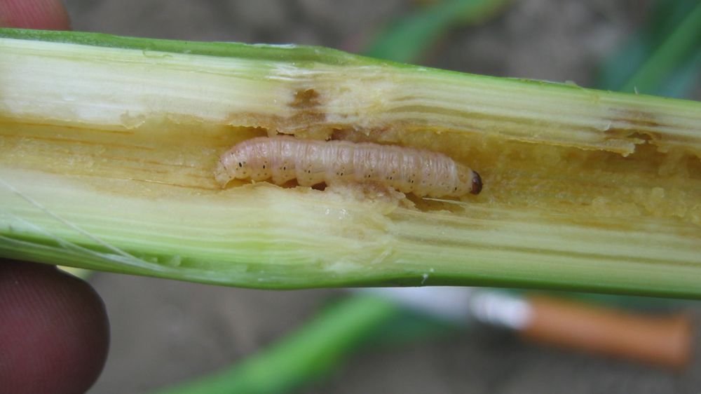 Cet hiver, des larves et des chrysalides de sésamies vivantes ont été observées facilement dans les cannes de maïs, notamment dans le sud et le centre de la France, ce qui témoigne d’une population plutôt élevée.