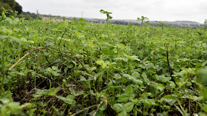 Dans une étude menée de 2019 à 2022 par Eilyps, il ressort qu’un différentiel de marge sur coût alimentaire, soit la différence entre le produit généré par le lait et les charges d’alimentation, de l’ordre de 0,40 €/VL/jour existe entre les éleveurs utilisant de la luzerne plus de trois mois et ceux n’en utilisant pas.