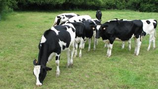 Grâce à ses effectifs, la holstein est la race qui a bénéficié la première des apports de la génomique.