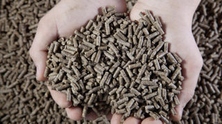 La production française d’aliments composés a augmenté de 0,2 % entre mars 2024 et 2025. La production française d’aliments composés a augmenté de 0,2 % entre mars 2024 et 2025.