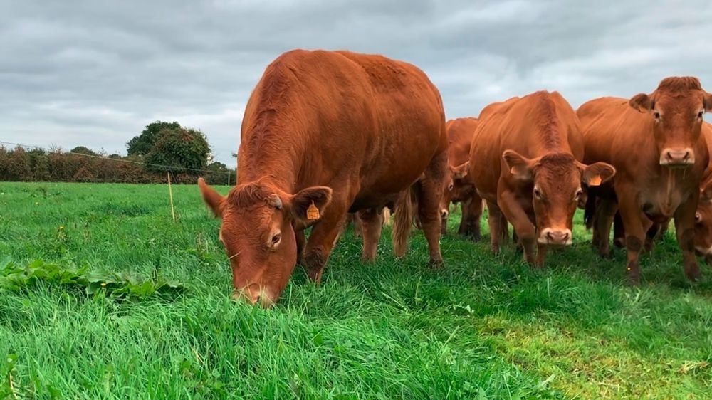 Vache Limousine au pâturage