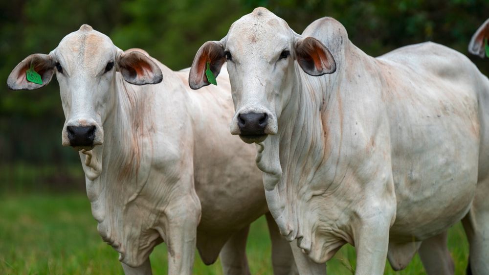 Vache de race Brahman