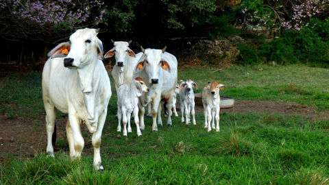 L'égérie du Salon de l'agriculture est un bovin de race brahman venant de la Martinique.
