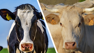 Vaches laitières ou allaitantes : une filière plus attractive que l'autre ? Vaches laitières ou allaitantes : une filière plus attractive que l'autre ?