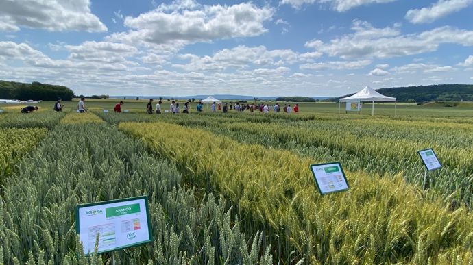 Lors des Estivales d'Agora, le 11 juin à Catenoy (Oise), les 370 visiteurs ont pu découvrir six ateliers dont l'un portait sur le progrès génétique. Il présentait des variétés de blés anciennes pour les comparer aux plus récentes.