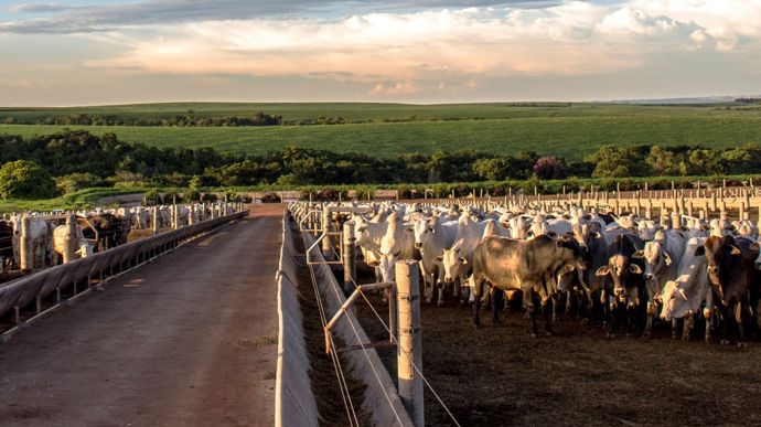 Les pays du Mercosur sont relativement sino-dépendants pour leurs exportations de viande bovine.