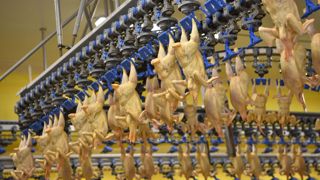 Selon la FAO, la production mondiale de viande devrait croître « modestement » en 2025, tirée par la forte demande de poulet. Selon la FAO, la production mondiale de viande devrait croître « modestement » en 2025, tirée par la forte demande de poulet.