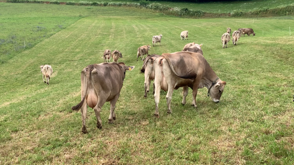 Troupeau laitier de Brunes