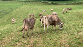 En 2024, la collecte de lait non-bio a augmenté (+ 1,3 %) tandis que la
collecte bio a diminué (- 3,6 %) par rapport à 2023. Mais une reprise de la consommation pourrait remotiver certains producteurs... En 2024, la collecte de lait non-bio a augmenté (+ 1,3 %) tandis que la
collecte bio a diminué (- 3,6 %) par rapport à 2023. Mais une reprise de la consommation pourrait remotiver certains producteurs...