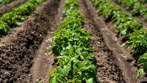 Les surfaces de pommes de terre pourraient augmenter de 25 000 ha dans la zone NEPG.