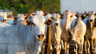 L'offre brésilienne abondante a fortement contribué au dynamisme des échanges mondiaux en 2024, aussi bien en viande qu'en vif. L'offre brésilienne abondante a fortement contribué au dynamisme des échanges mondiaux en 2024, aussi bien en viande qu'en vif.