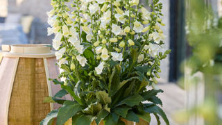 Digitalis purpurea ‘Hanabee’ F1 White, lauréate de FleuroStar 2025-26. Digitalis purpurea ‘Hanabee’ F1 White, lauréate de FleuroStar 2025-26.