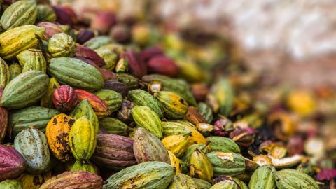 La part du cacao parmi les exportations africaines a baissé ces dernières années, au profit des fruits et des graines oléagineuses, notamment.