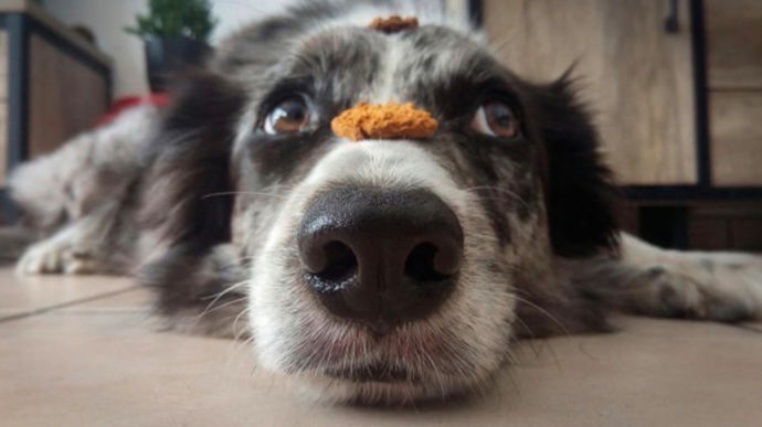 Des friandises pour chiens fabriquées à partir d’invendus de pains - Innovation