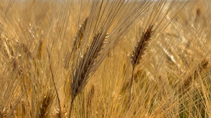 Rebond attendu des productions d’orge et de colza