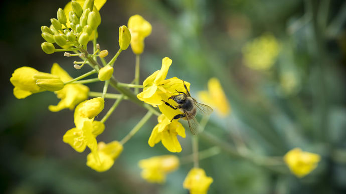 Favoriser la présence des abeilles en grandes cultures