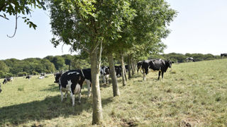 Météo-France prévoit de fortes chaleurs jusqu'à la fin de la semaine. Météo-France prévoit de fortes chaleurs jusqu'à la fin de la semaine.
