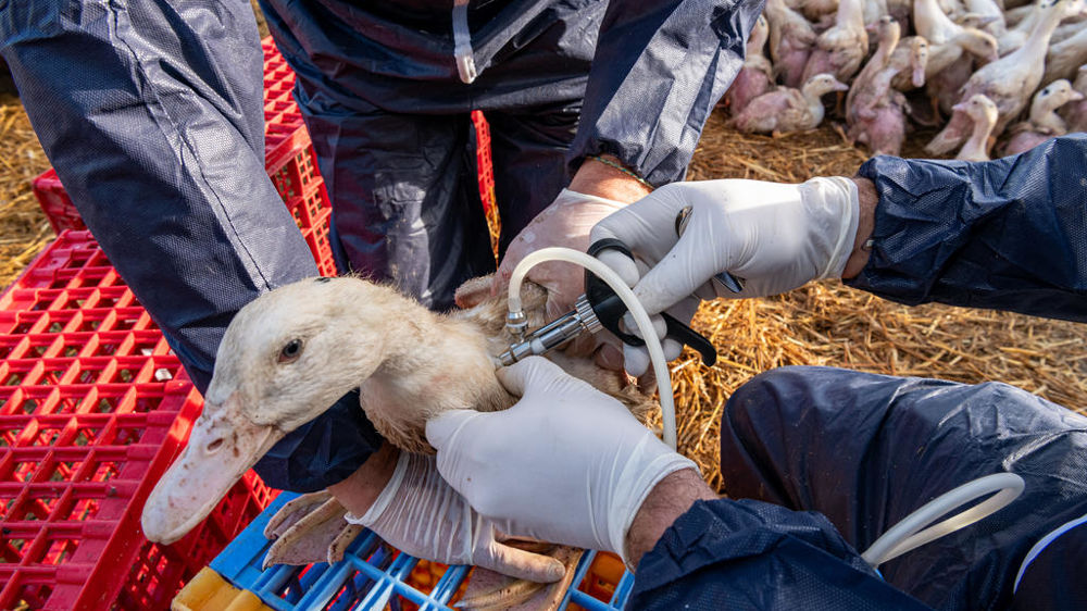 La France a choisi de vacciner ses canards contre la grippe aviaire.
