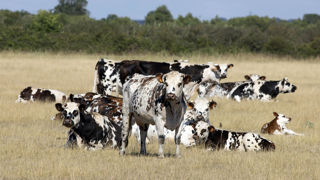 « L’utilisation durable des terres, la restauration des écosystèmes et l’adoption de pratiques agricoles adaptées peuvent aider à retenir l’eau dans les sols », souligne l’OCDE. « L’utilisation durable des terres, la restauration des écosystèmes et l’adoption de pratiques agricoles adaptées peuvent aider à retenir l’eau dans les sols », souligne l’OCDE.