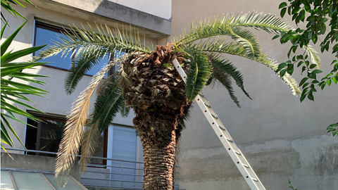 Le charançon rouge du palmier reste considéré comme organisme réglementé non de quarantaine. Il peut faire l’objet d’un arrêté préfectoral imposant des mesures de lutte adaptées au contexte local. Le charançon rouge du palmier reste considéré comme organisme réglementé non de quarantaine. Il peut faire l’objet d’un arrêté préfectoral imposant des mesures de lutte adaptées au contexte local.
