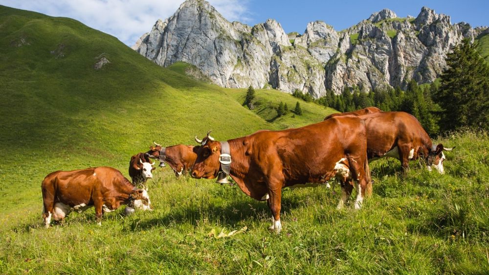Vaches de race Abondance