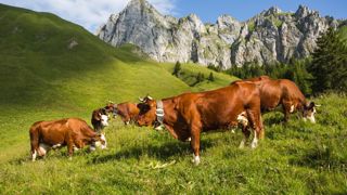 Si les effectifs de vaches Abondance continuent de baisser, c'est la production de fromage qui en pâtira. Si les effectifs de vaches Abondance continuent de baisser, c'est la production de fromage qui en pâtira.