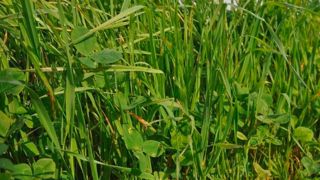 Pour vos mélanges ray-grass/trèfles semés en fin d'été, pensez aux variétés non alternatives de RGI et à multiplier les trèfles. Pour vos mélanges ray-grass/trèfles semés en fin d'été, pensez aux variétés non alternatives de RGI et à multiplier les trèfles.