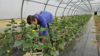 La distinction selon les origines sociales des nouveaux actifs est plutôt marquée en maraîchage.