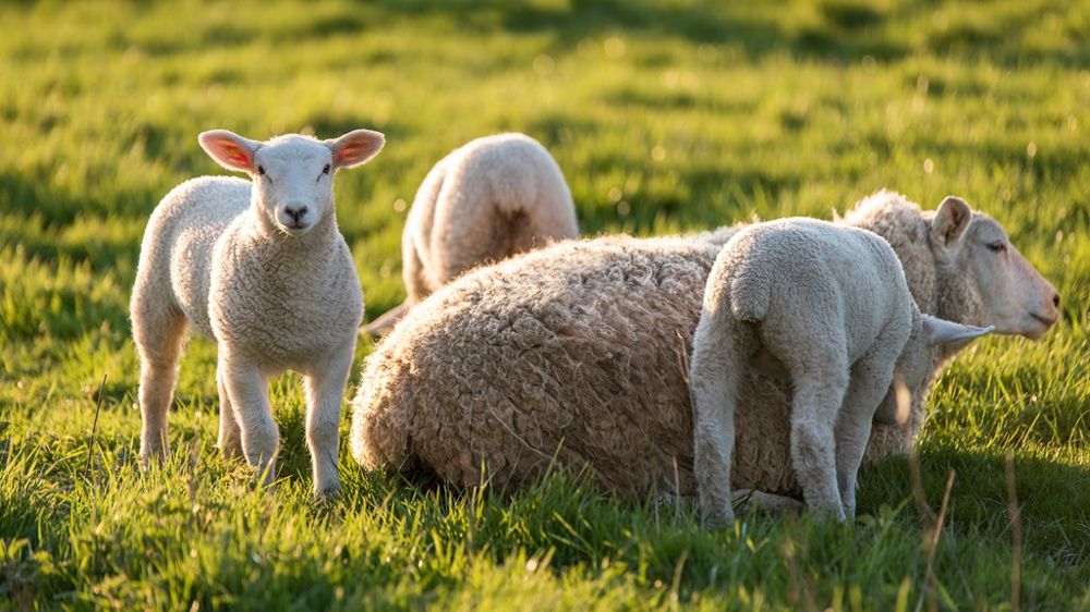 FCO : protéger les ruminants, c’est maintenant