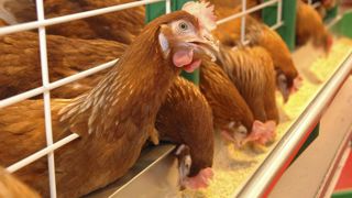 La Commission a annoncé son intention de proposer une législation visant à supprimer progressivement l'utilisation de cages pour certaines espèces. La Commission a annoncé son intention de proposer une législation visant à supprimer progressivement l'utilisation de cages pour certaines espèces.