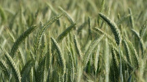 L’agronomie, une autre façon de gérer les adventices L’agronomie, une autre façon de gérer les adventices